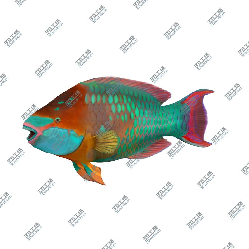 images/goods_img/202105072/Coral Fishes Rigged Collection 2 for Cinema 4D model/4.jpg